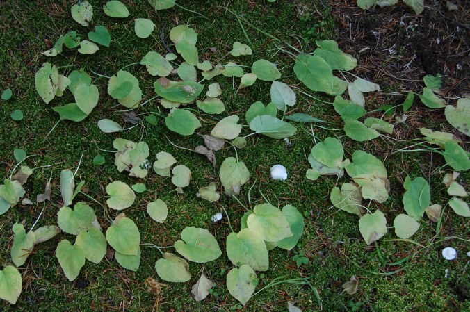 Ground cover in Banff