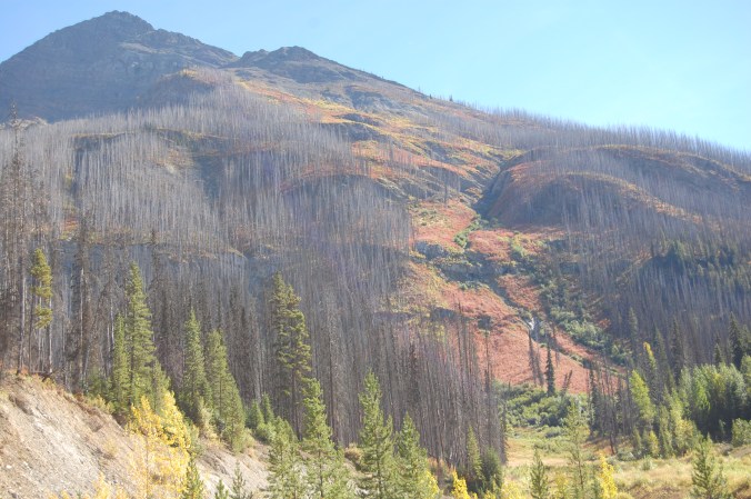 Pine Beetle killed trees - Kootenay National Park - British Columbia, Canada