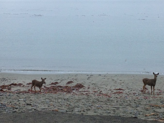 Deer on the beach