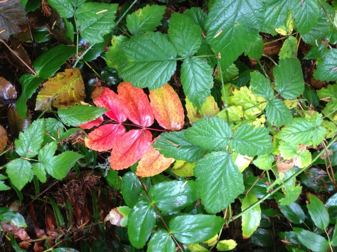 Fall is starting to creep in