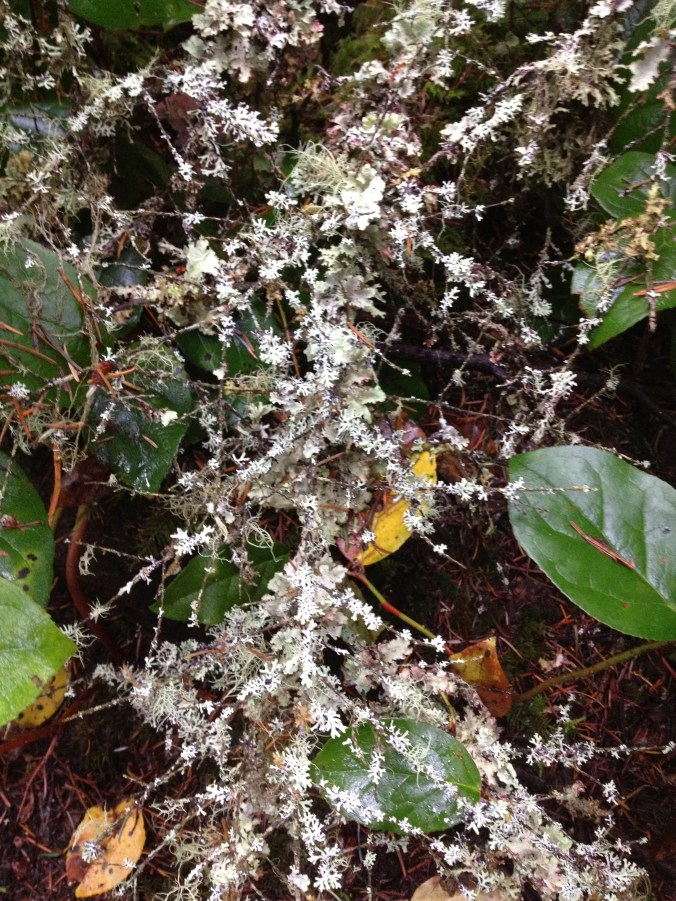 Tree branch covered in moss