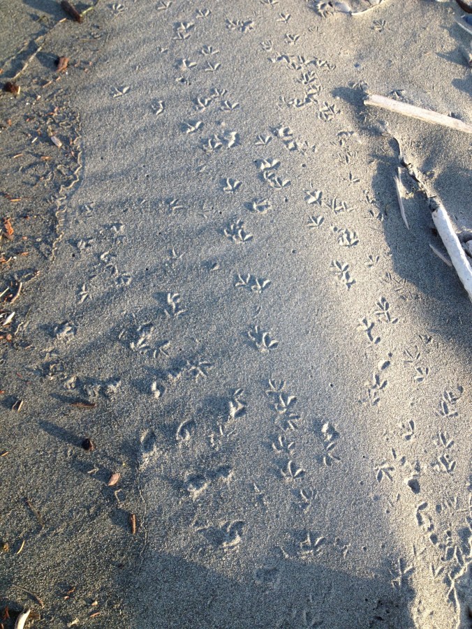 Bird tracks on the Spit