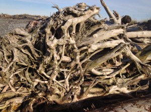 Rootwad on the beach