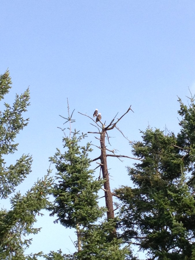 Bald eagles