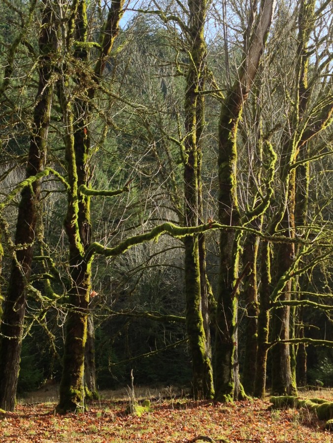 Forest near Madison Falls