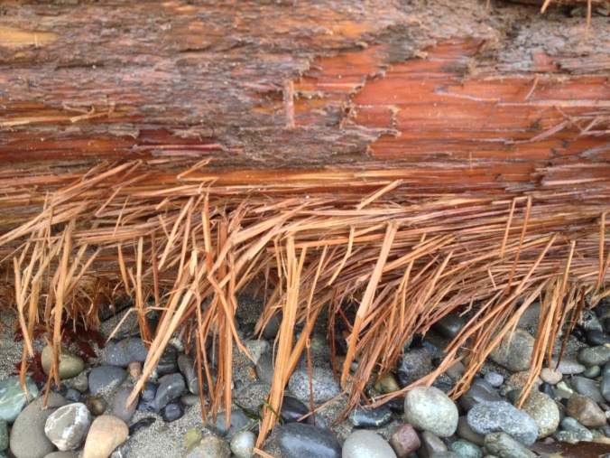 Log shredded by gravel in the waves