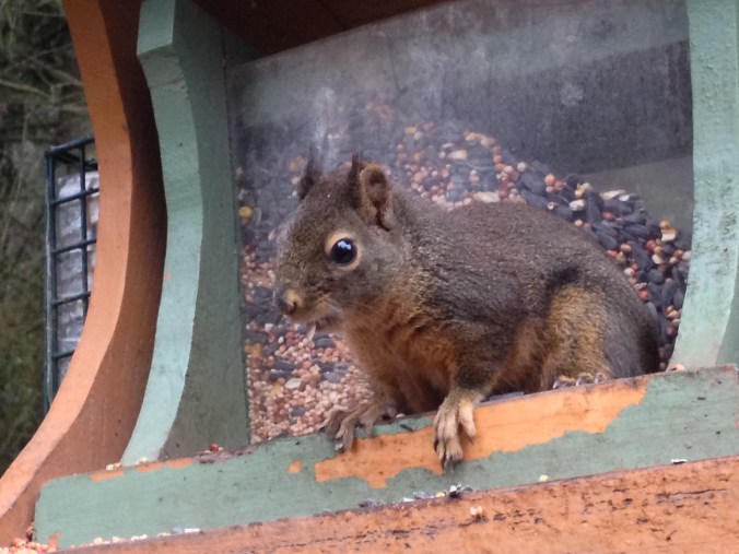 I wonder why we go through so much bird seed...