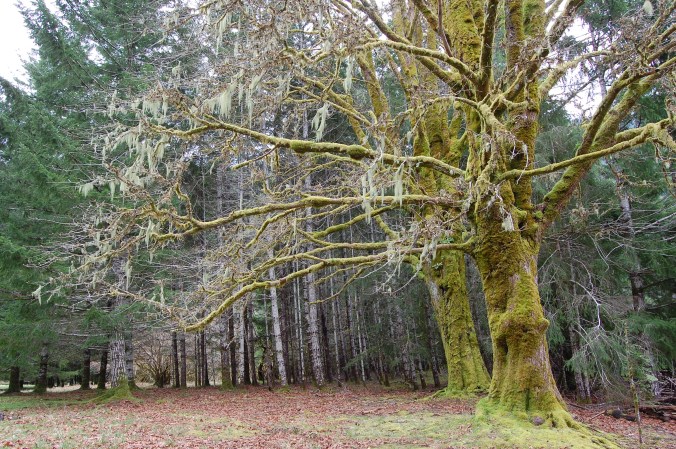 Trees along Lake Crescent - along US 101 in Washington