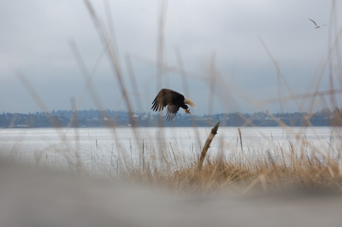 Bald Eagle - Dungeness National Wildlife Refuge, Sequim, WA
