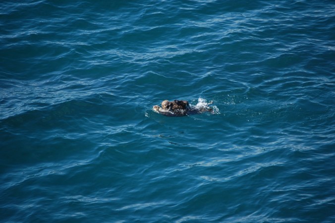 Sea otter with a baby on board - Cape Flattery, Neah Bay, WA