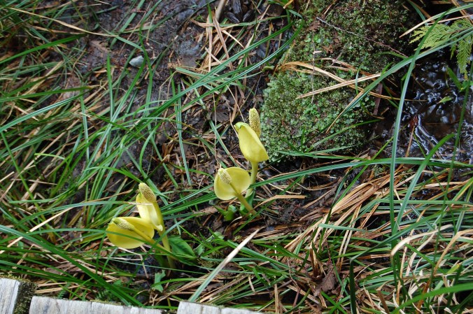 Skunk cabbage flowers - Cape Flattery trail, Neah Bay, WA