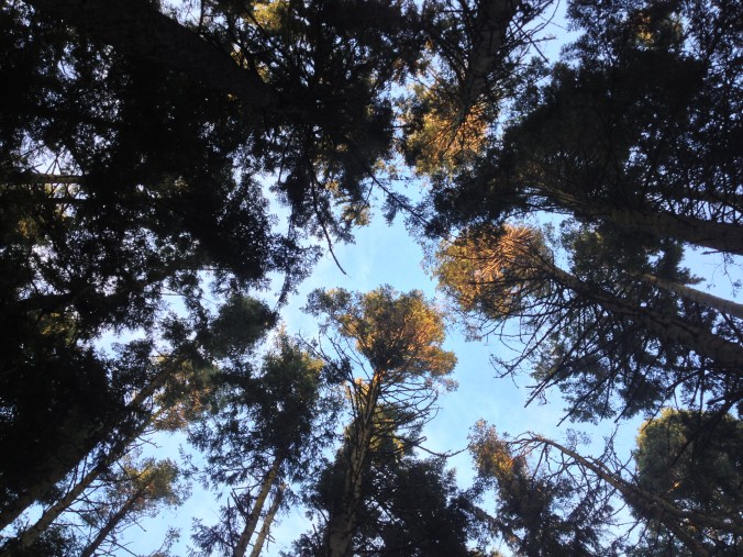 Tall Trees - Dungeness National Wildlife Refuge, Sequim, WA