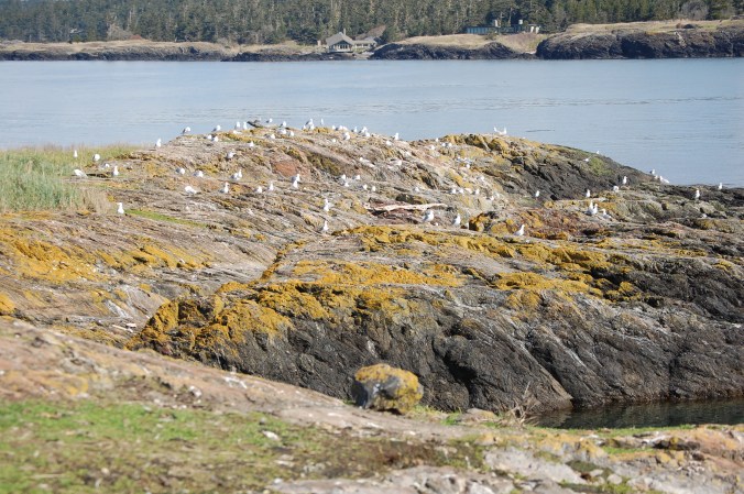 Hall Island - San Juan Islands NWR, Washington