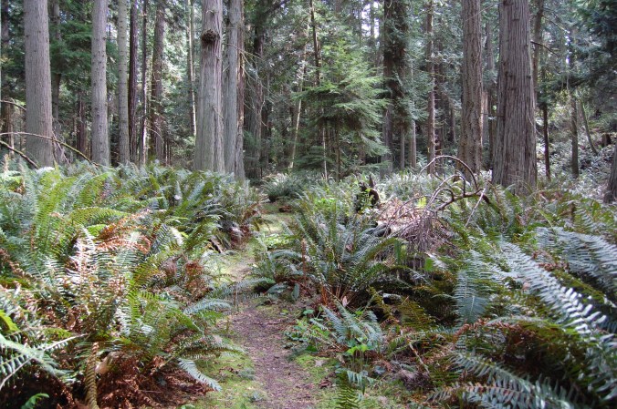 Trail on Matia Island - San Juan Islands, NWR, Washington