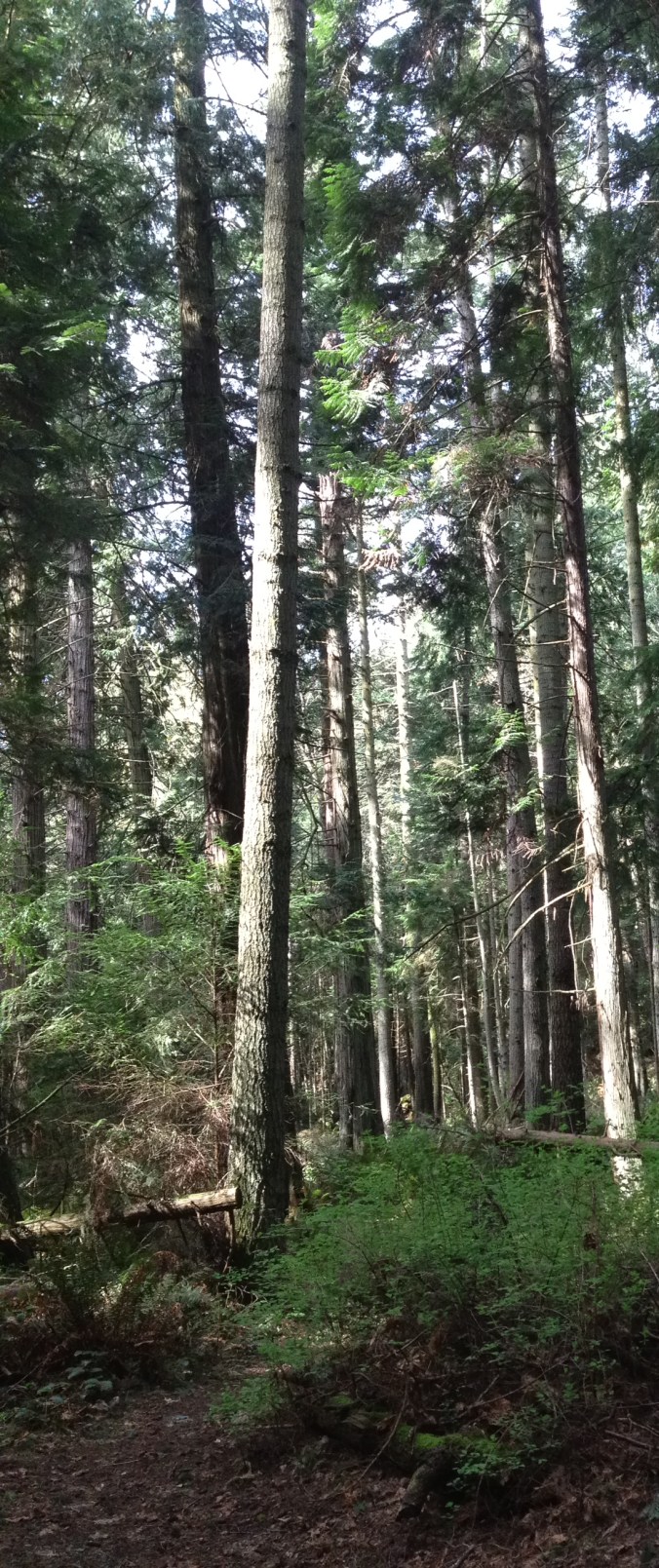 Trail on Matia Island - San Juan Islands, NWR, Washington