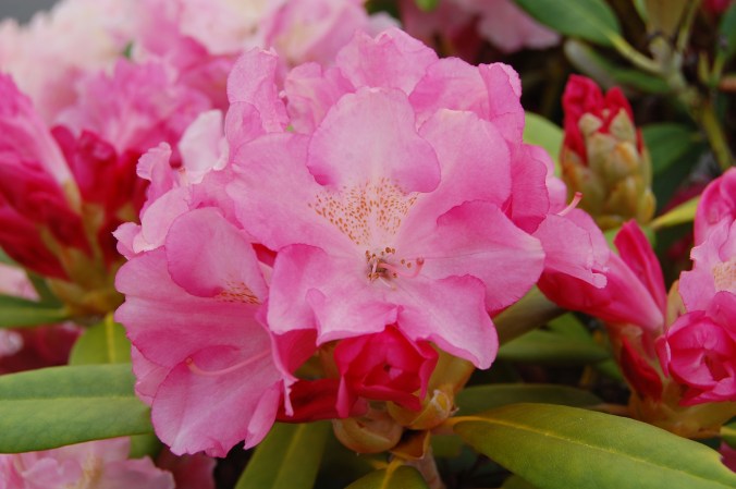 Rhododendron