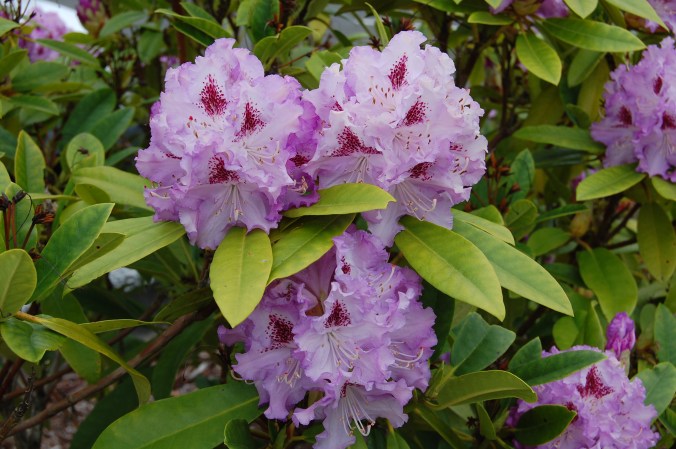 Rhododendron