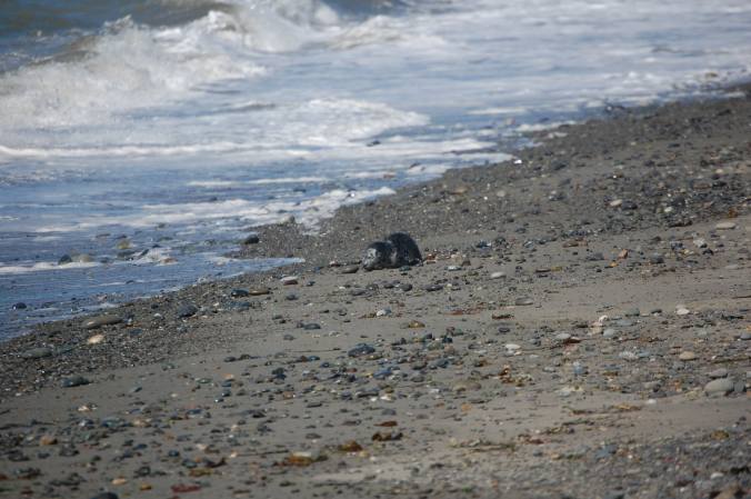 Baby Seal on Dungeness Spit