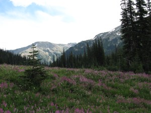 Olympic National Park