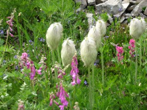 Olympic National Park