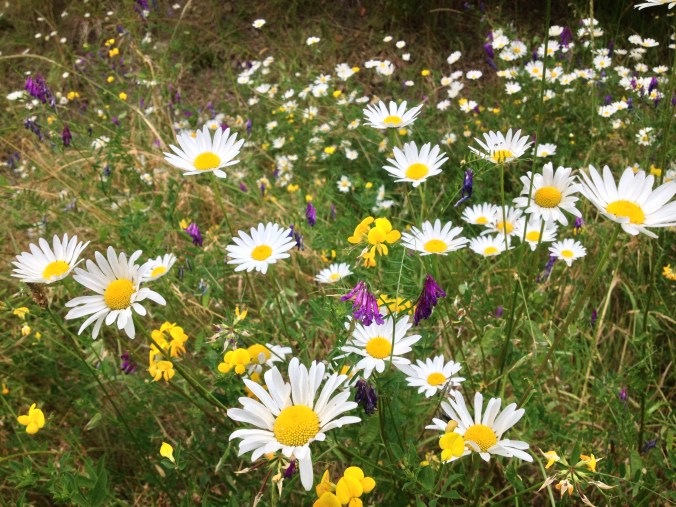 Gray Wolf Trail #834 - Olympic National Forest, Washington