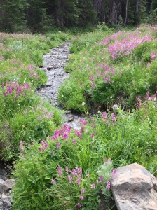 Olympic National Park