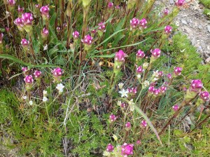 Olympic National Park