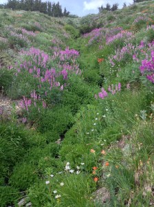 Olympic National Park
