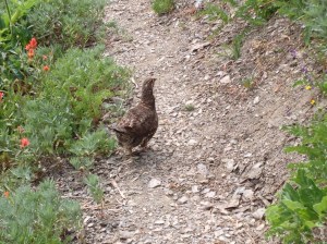 Olympic National Park