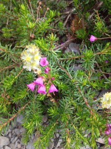 Olympic National Park