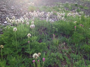Olympic National Park