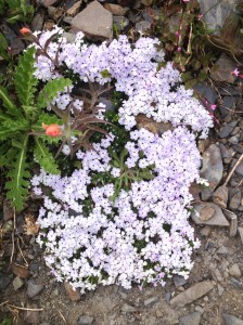 Olympic National Park